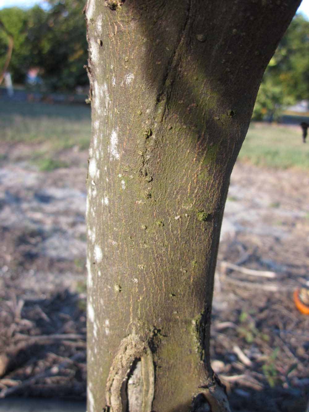              Bark (Winter Haven, FL)       